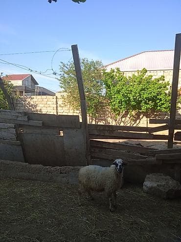 qoyun sortlari: Qurbanlığa yarayan Erkey quzu 240 manatdi — 1