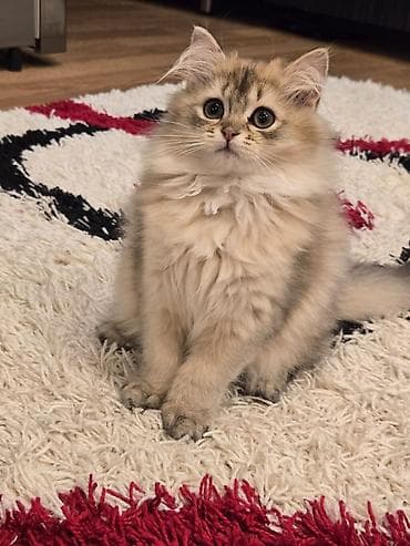 pişik dişi: Britan, Dişi — 1