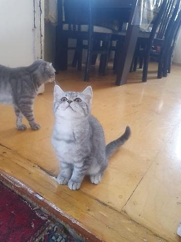 Tabbi