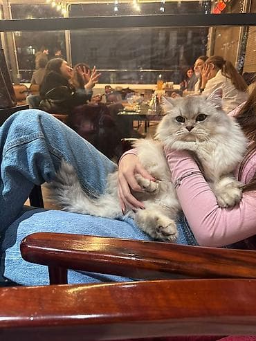 sinsila pisik: Britan, Ödənişli çatdırılma — 5