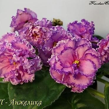 dibcek gulleri satisi: Fialka statiorlari 4azn. Saglam və yeni sortlar buyurun vatsap var — 5