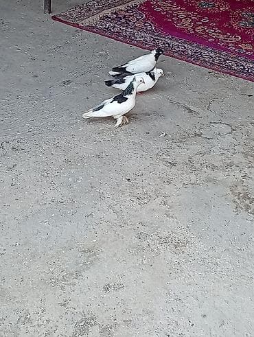 dəniz donuzu qiyməti: Tam sağlam quşlardi 2 cüt 2 bala 1 əbrəşdi altında 4 yumurtaları da — 3