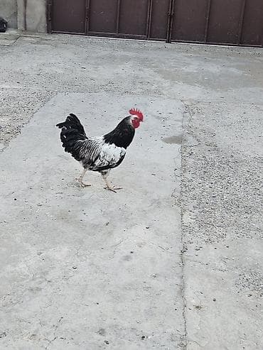 kend xoruzu: Kənd xoruzları 6 aya keciblər sağlam aktivdilər — 3