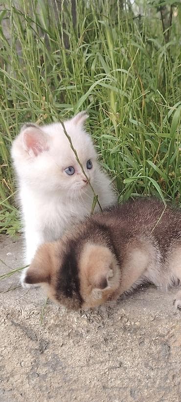 pisik sekileri: Ana black gold şinşilla ata gold sinsilladir. 3baladir 2ayliqdir. Qurd — 2