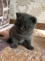 erkek pişik: Britan, Erkək, Dişi, Yaxşı əllərə, Ünvandan götürmə — 4