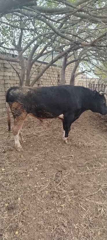 ərkəy dana: Məhsul: Qara rəngli buğa Təsvir: - Güclü, əzələli quruluş, enli döş — 3