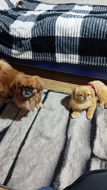 ev iti cinsleri: Pekines, 7 ay, Dişi, Ödənişli çatdırılma — 6
