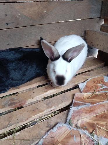 Mal-qara: Doşan satışı sort doşan satlır zəmətolmasa baş sualar zəng eləməyin — 4