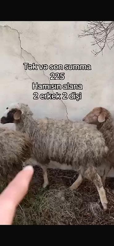 mal yemi: Qiymet sondur 4 ünde alana 225 m 26.27 kq Məhsul: Qoyunlar (cəmi 4 — 1