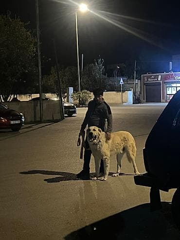 heyratı barter: Qurdbasar, Peyvəndli — 3