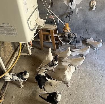 Digər heyvanlar: 12 dene quwdu,ust uste 15 azn tek cut qiymet ferqlidi tam saglam — 9