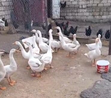 lal ördəklərin satışı: Qaz sürüsü – yerli təsərrüfatdan cavan qazlardi .12 ededdir qiymet — 1