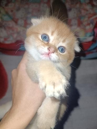 pişim: Şotland — 5