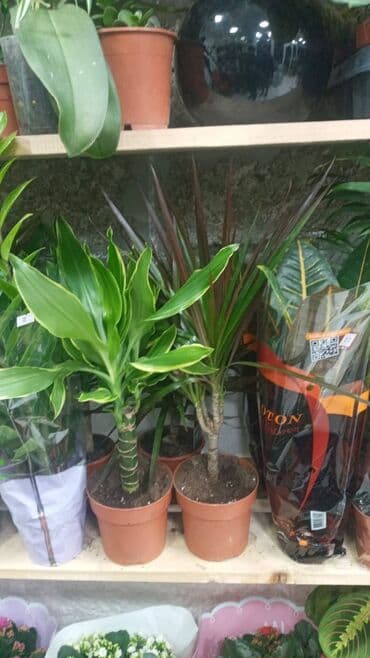 Gübrələr: Gül satsi Vathcapa yazın isdediyniz gülü ünvanda catraq Otaq gülleri — 11