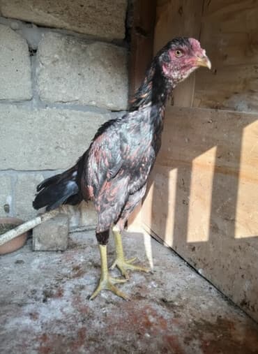 продажа птиц в баку: Salam olsun herkese gördüyünüz toyuq tuk necə satılır real alıcıya — 1