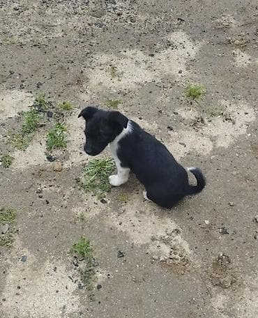 dublonka: Zvonok, 1 ay, Dişi, Cütləşmə üçün, Ödənişli çatdırılma — 2