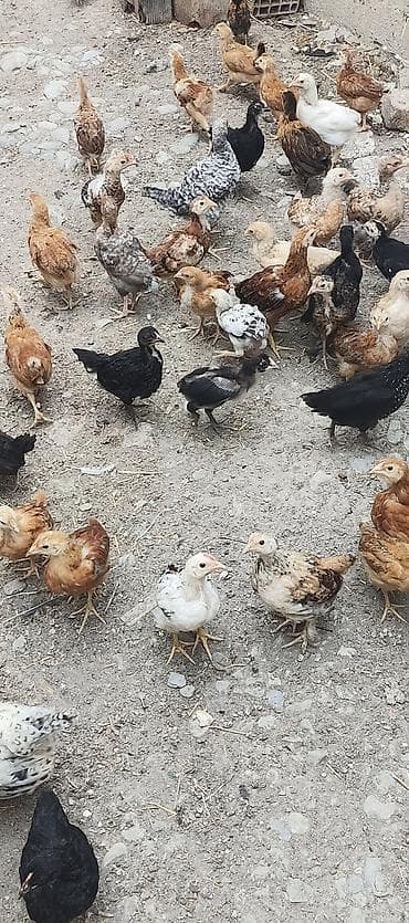kənd heyvanları: Toyuq cücələri, Ətlik, Ünvandan götürmə — 1