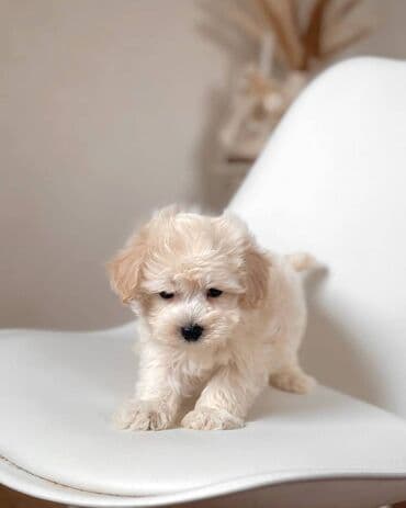 it oyuncaq: Maltipoo balası – krem rəngli, xırda ölçülü, qıvrım tüklü, oyuncaq — 2