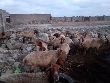 cins ineklerin qiymeti: Dişi, il: 5, 55 kq, Ətlik, Ünvandan götürmə — 1