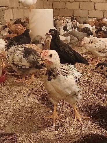 Yerli Kend Cüceleri Tam Sağlam Qiymetinde Endirim Olacax