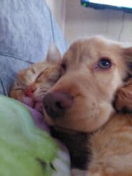 itler ucuz: Koker spaniyel, 2 il, Erkek, Cütləşmə üçün — 3