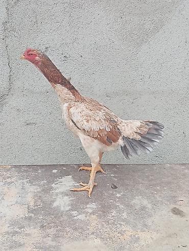 Pişiklər: Salam Şamo fəre satılir hal hazırda yumurtayir.tam saglam — 2