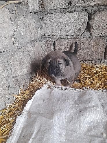 heyvanlar və balaları: Peyvəndli — 9