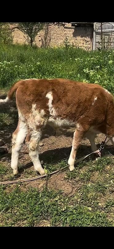 симентал: 2 baş simmental tipli dana - Növ: ətlik-südlük istiqamətli simmental — 8