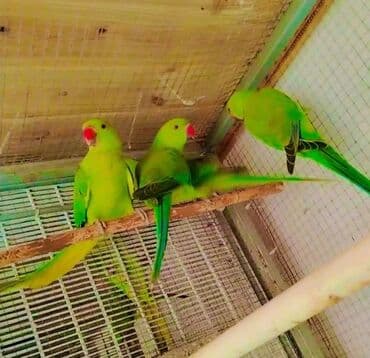 arpa qiyməti: Yaşıl tutuquşu orjelya təklif olunur. Saglam 8 aylıq balalardı — 2