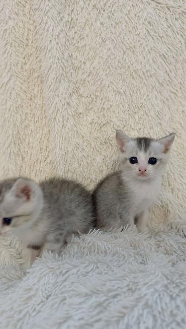 Şinşilla, Dişi, Yaxşı əllərə, Ödənişli çatdırılma