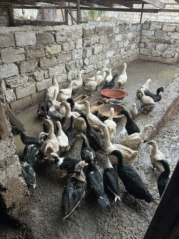 Satılır: ordek qaz 11 pekin -12 m 13 qaz -30 m 17 lal -18 m 6 lalafo.az -da Satılır: ordek qaz 11 pekin -12 m 13 qaz -30 m 17 lal -18 m 6