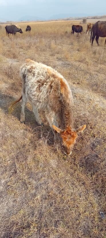 inək öd daşı: Dana, buzov, Dişi, ay: 1, Damazlıq — 1