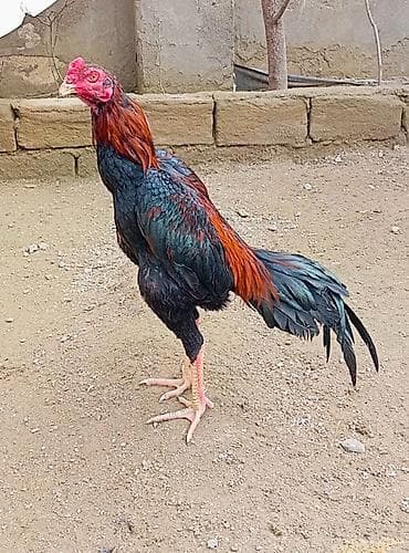 Salam. Güclü cins həyrati becələr satılır. Fərqli cinslərdi fərqli