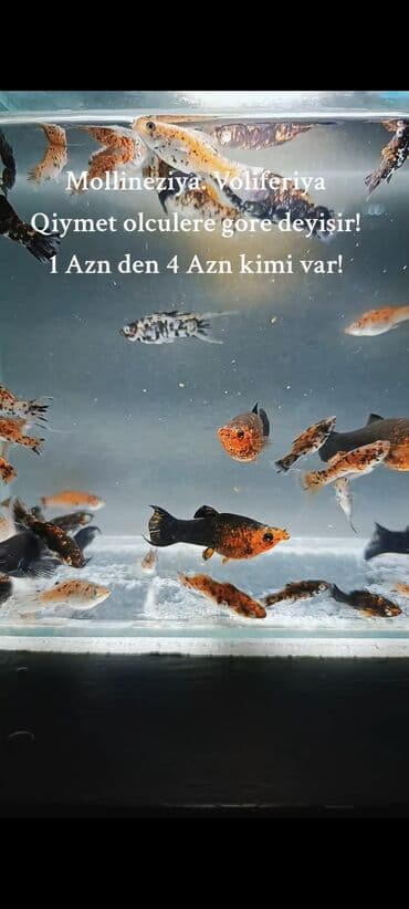 oskar balığı: Molinezi, Sülhsevər, Ünvandan götürmə, Ödənişli çatdırılma — 3