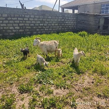 - Ana bala keçi dort balasi var üçü erkey biri disididi cins heyvandi lalafo.az -da - Ana bala keçi dort balasi var üçü erkey biri disididi cins heyvandi