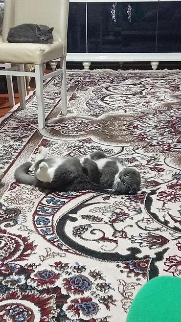 Şotland yastı qulaq