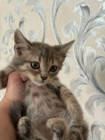 pişik paltarları: Amerikan Shorthair, Dişi, Yaxşı əllərə — 7