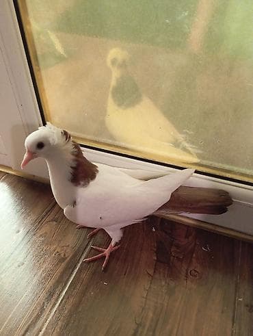 korella quşu: Cins: göyərçini Rəng: 1 eded qırmızı boynuĝüllü desde kekilli boyun — 3