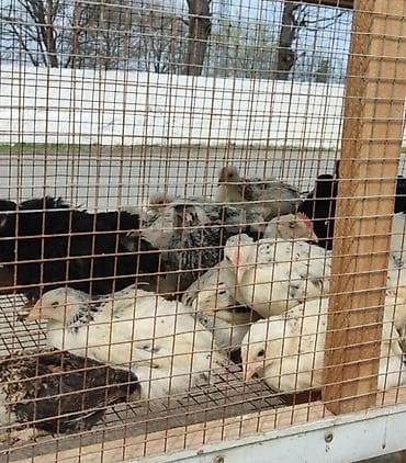 simental inekler satilir: Toyuq cücələri, Ətlik — 1