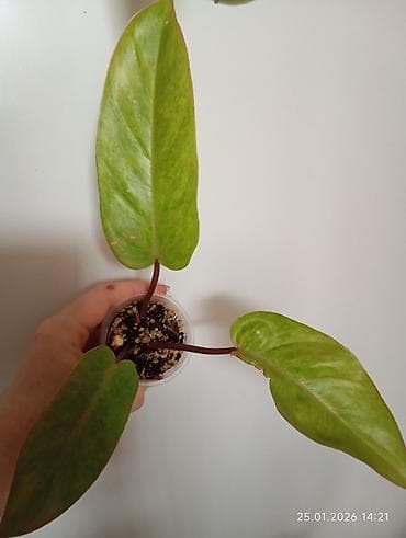 Nadir dekorativ otaq bitkisi – filodendron - Növ: filodendron