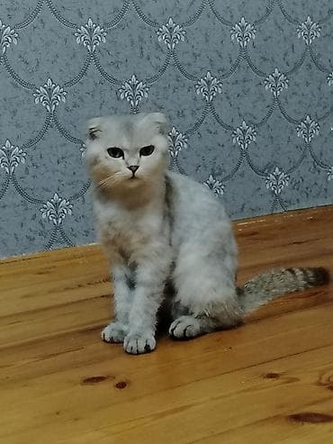 naxcivan heyvan elanlari: Şotland yastı qulaq — 1