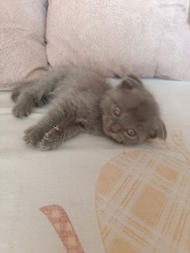 pişik satışı sumqayıt: İki bala sahibləndirilir.Qalan sallaq qulaq bala isə satılır — 9