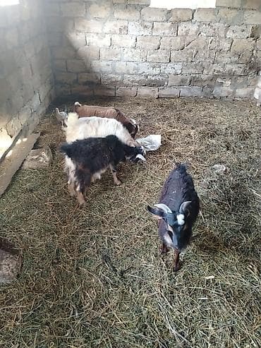 cixuaxua satilir: Salam cepiwder satilir 4 ededi erkeydilar reyal alici narahat ede — 2