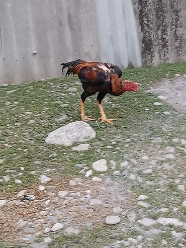 Xoruz, il: 1, Ünvandan götürmə