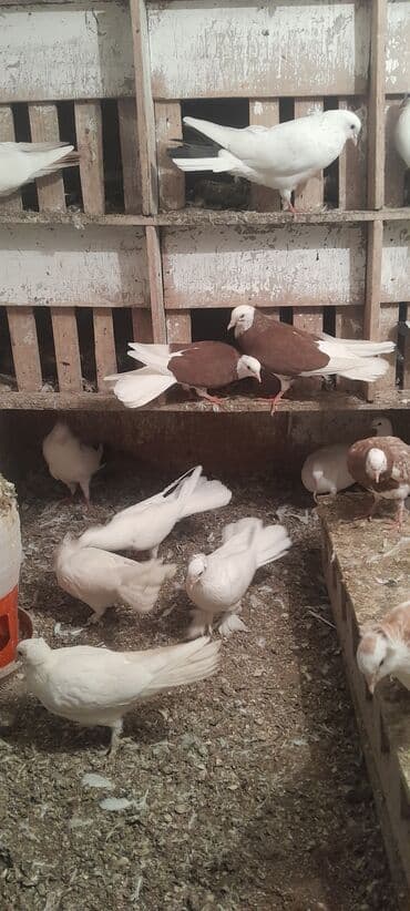 quş yuvaları: Hazir cutdulər balasida var real aliciya cuzi endirim olacaq Təsvir — 4