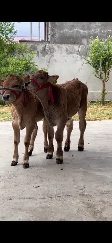 qoyun şəkilləri: Məhsul: Dana cütlüyü Təsvir: - Şəkildə iki ədəd eyni nəsilli — 4