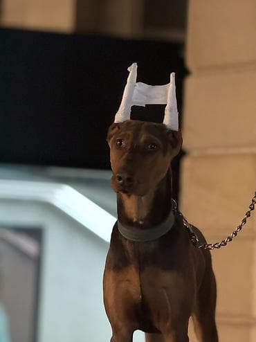 Doberman, 5 ay, Erkek, Peyvəndli