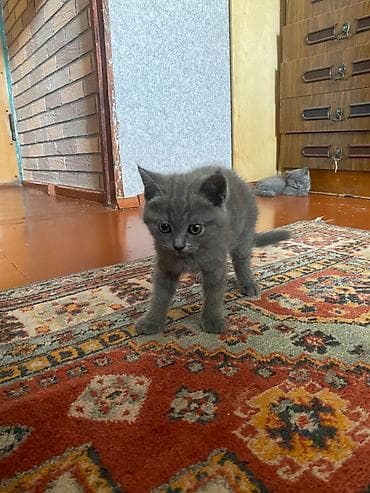 ev pişikləri: Sağlam 2aylıq balalardır. İstəyən olsa əlaqə saxlasın. 1 erkək 1dişi — 1