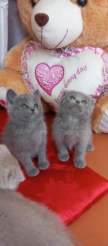 qax heyvan: Британская — 4