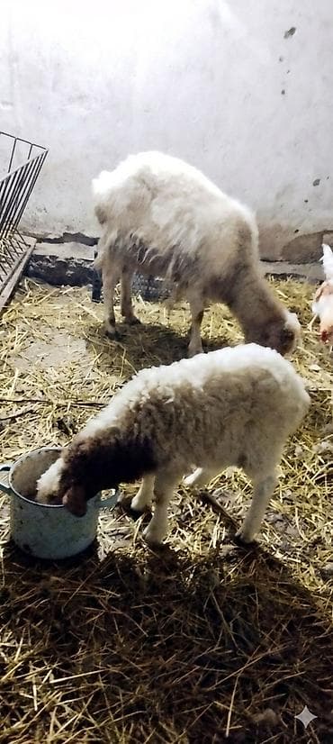 Ana bala qoyun satilirbala 2 ayliq erkekdi
